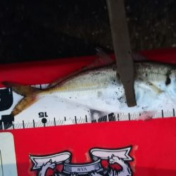 アジング練習29