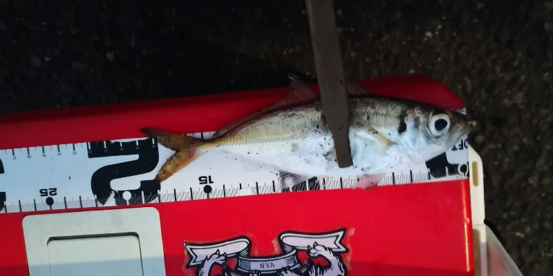 アジング練習29