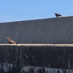 竹野浜ランガン エギング