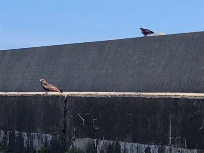 竹野浜ランガン エギング