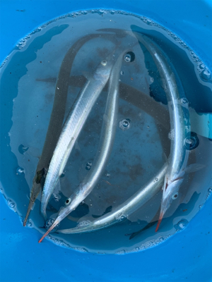 サヨリ仕掛けで30匹以上