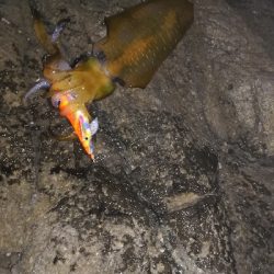 第三回アオリイカ調査