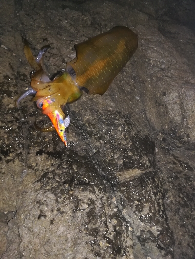 第三回アオリイカ調査