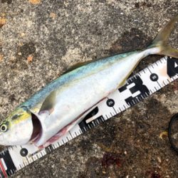 台風前に荒ぐい狙って