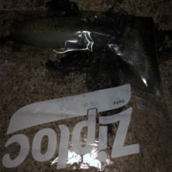 ナイトエギング