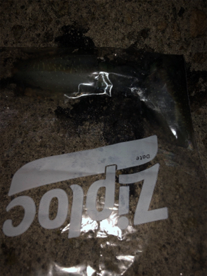 ナイトエギング