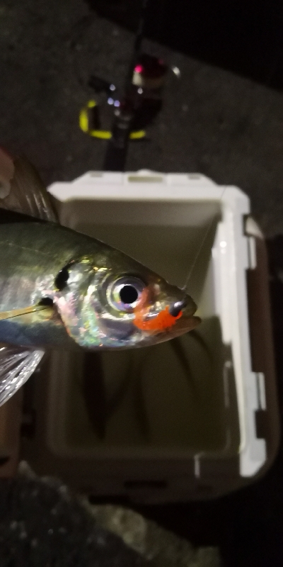 アジング練習30