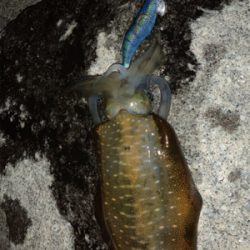 青物どこ行った…