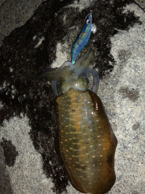 青物どこ行った…