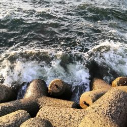 ワインドで鱧2匹め