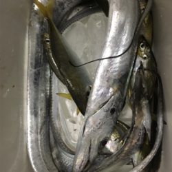 1日中釣り
