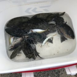 波止フカセ釣り