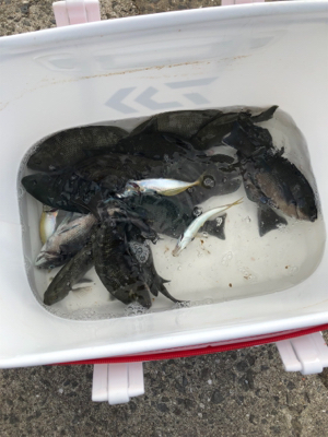 波止フカセ釣り