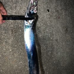 沖堤アジング＆ワインド