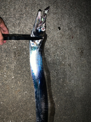 沖堤アジング＆ワインド