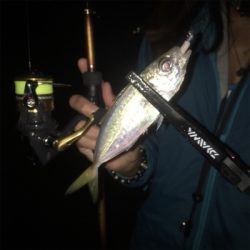 癒しのアジング♪GUNNING-STYLE