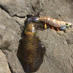 少しずつサイズアップ