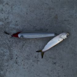 東郷池シーバス