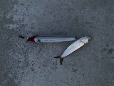 東郷池シーバス