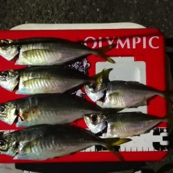 アジング練習 34