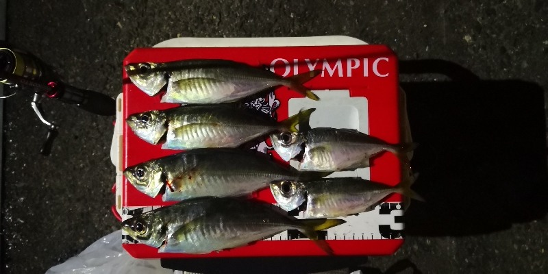 アジング練習 34