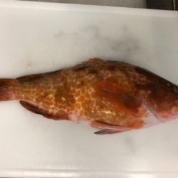 福岡ティップラン