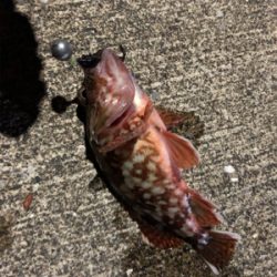 シーバス狙いの夜釣りのはずが、、