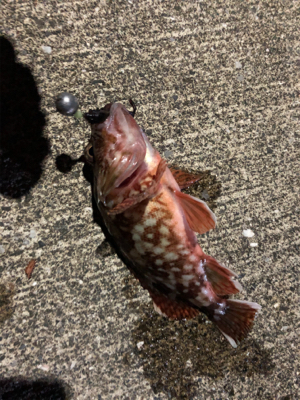 シーバス狙いの夜釣りのはずが、、