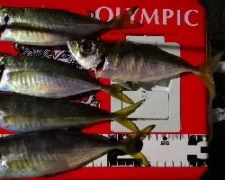 アジング練習 35五匹