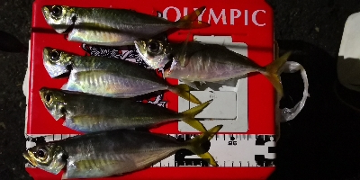 アジング練習 35五匹