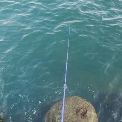 アオリイカ5杯！！