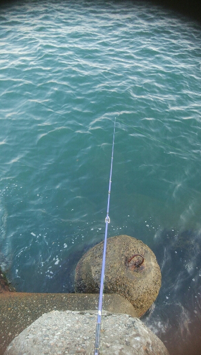 アオリイカ5杯！！