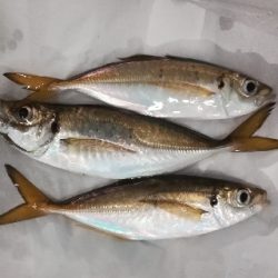 LSJigginger0525〜0610 アジンガー1800〜1935