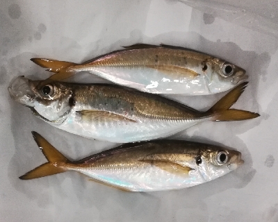 LSJigginger0525〜0610 アジンガー1800〜1935