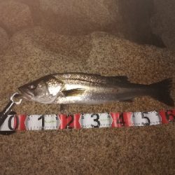 シーバスつ抜け