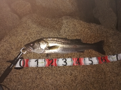 シーバスつ抜け