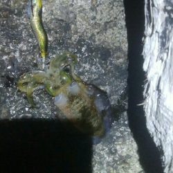 記録更新！アオリイカ118杯！！