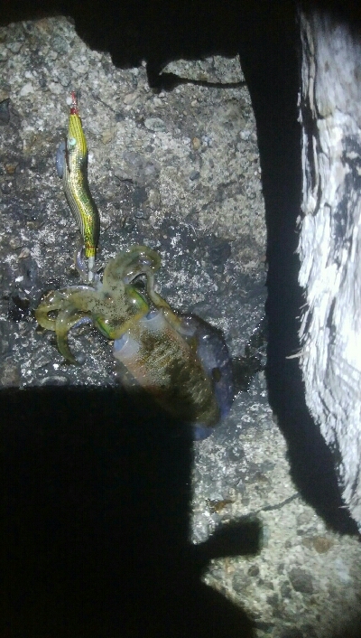 記録更新！アオリイカ118杯！！