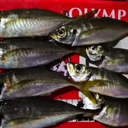 アジング練習 36