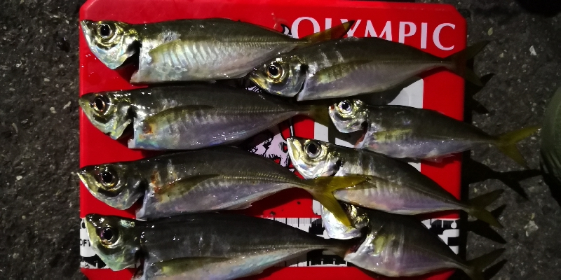 アジング練習 36