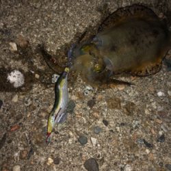 1時間半でアオリ5杯