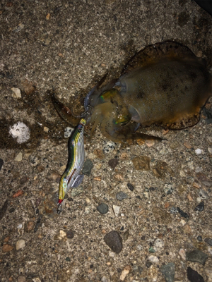 1時間半でアオリ5杯