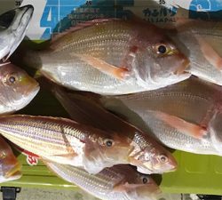 知り合いの船でアマダイ狙い！