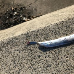 デカ太刀魚かと思いきや…。