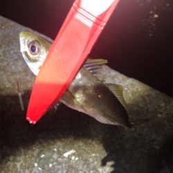 夕まづめ場所がよかった！？