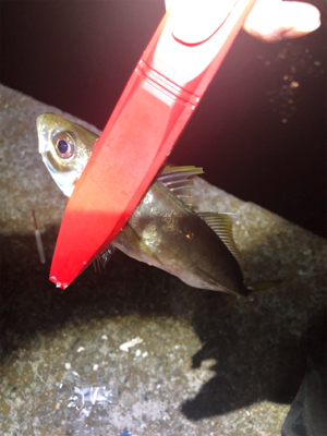 夕まづめ場所がよかった！？