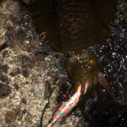 台風前にエギング