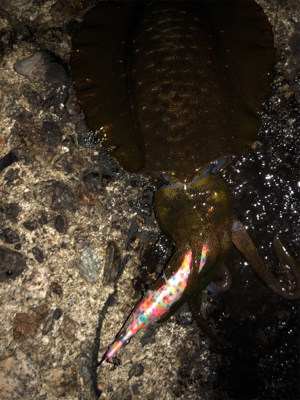 台風前にエギング