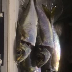 アジング練習 37