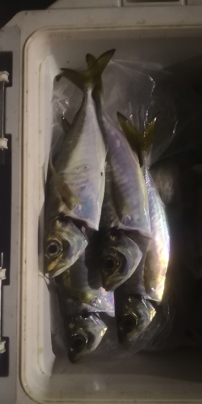 アジング練習 37